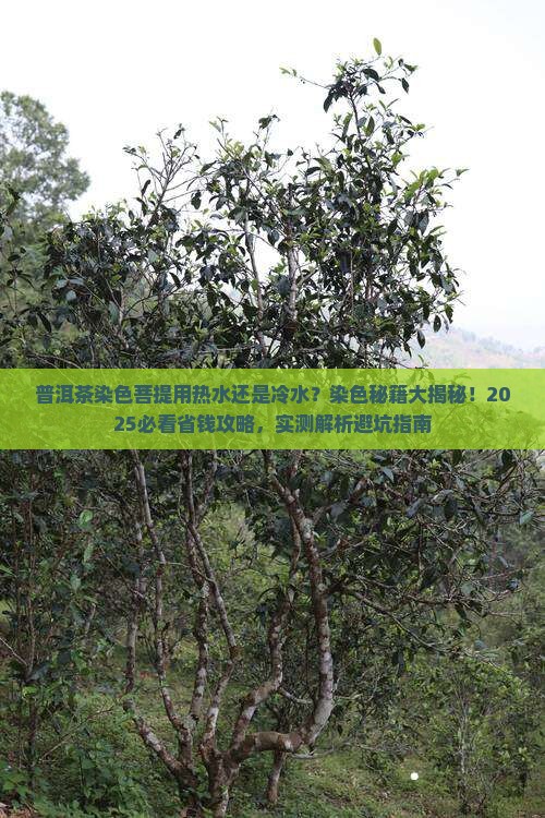 普洱茶染色菩提用热水还是冷水