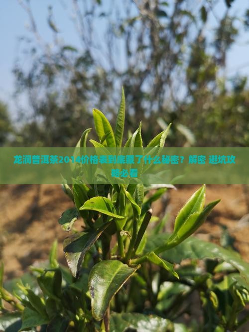 龙润普洱茶2014价格表