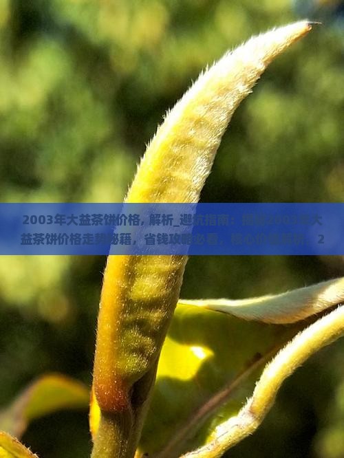 2003年大益茶饼价格