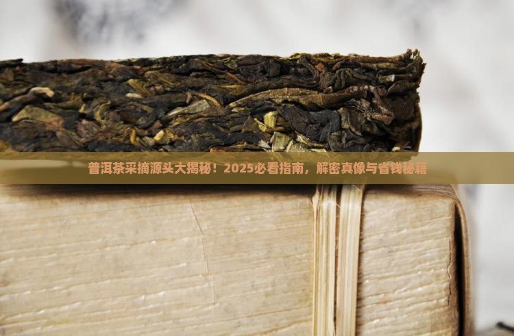 普洱茶采摘来源分类
