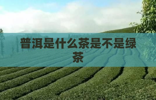 普洱是什么茶是不是绿茶
