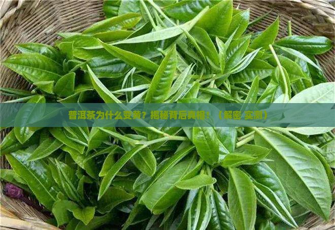 普洱茶黄色是什么