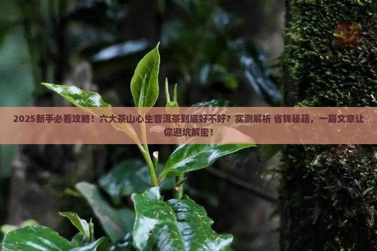 六大茶山心生普洱茶好吗