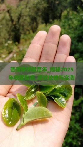 普洱茶饼最高年