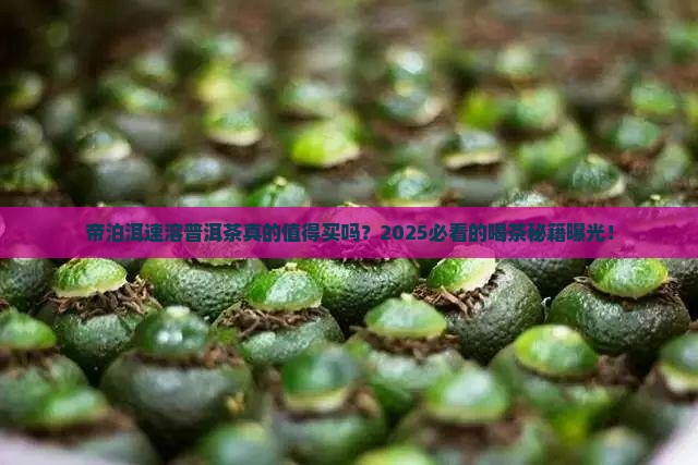 帝泊洱速溶普洱茶