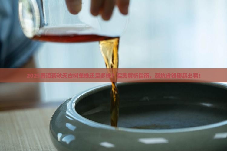 普洱茶秋天古树单株还是多株