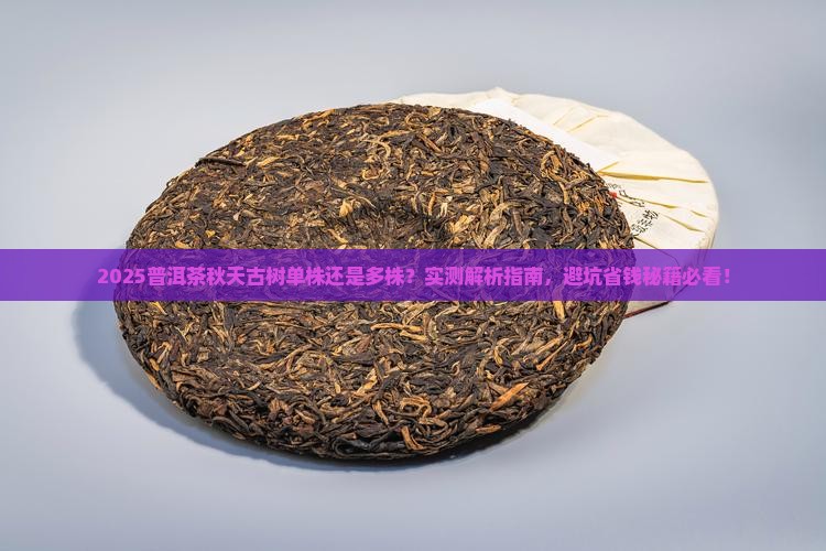 普洱茶秋天古树单株还是多株