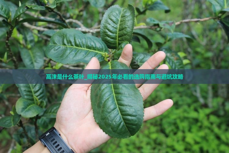 高沫是什么茶叶