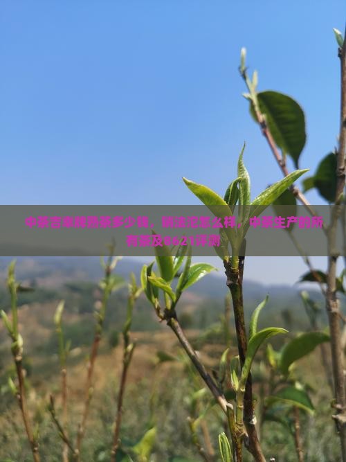 中茶吉幸牌熟茶