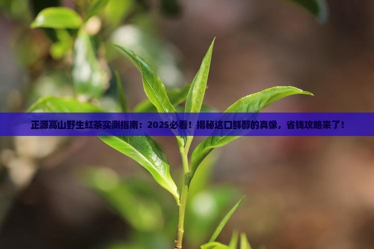 正源高山野生红茶