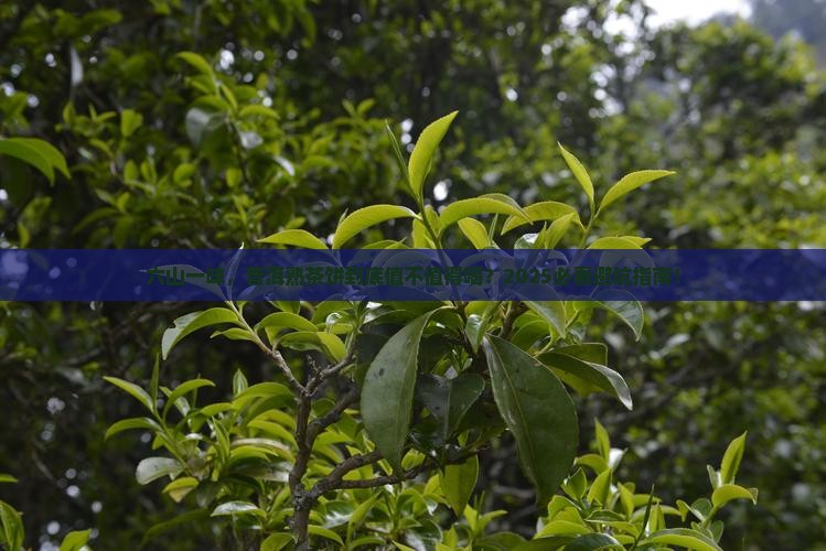 普洱茶熟茶饼六山一味