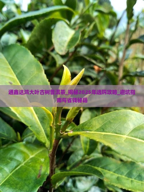 通鑫达鸿大叶古树普洱茶