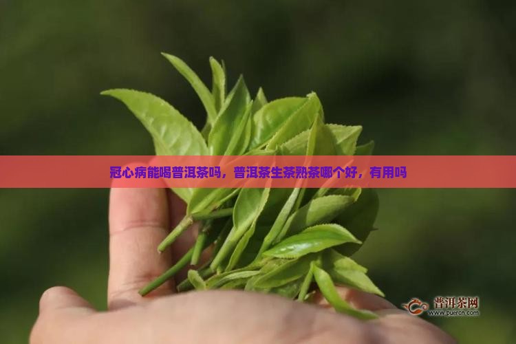 冠心病能喝普洱茶