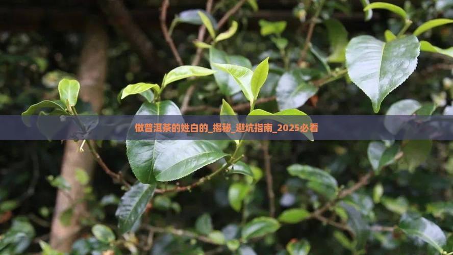 做普洱茶的姓白的