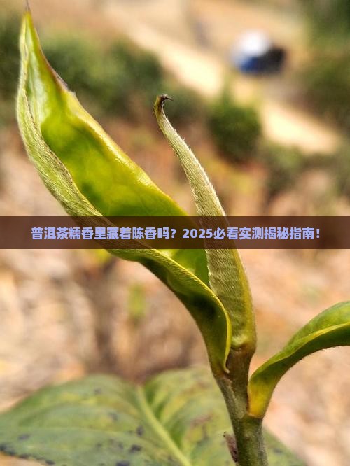 普洱茶糯香中有陈香吗为什么