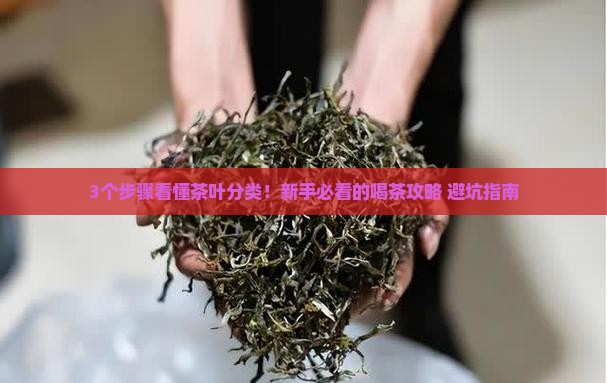 茶叶分为哪几本类别