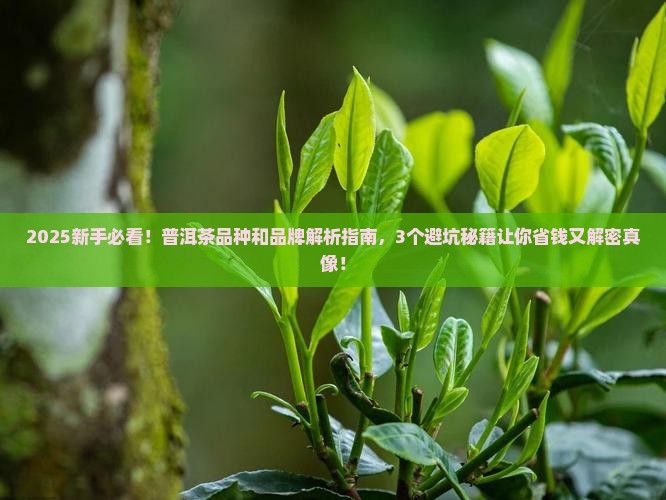 普洱茶的品种和品牌