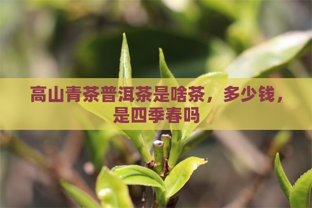 高山青茶普洱茶