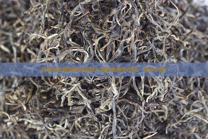 普洱茶发酵方式是什么意思