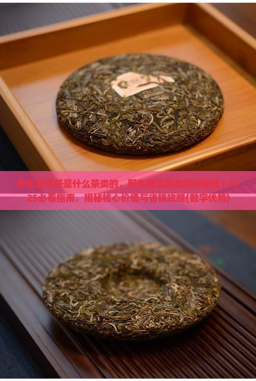 野生普洱茶是什么茶类的