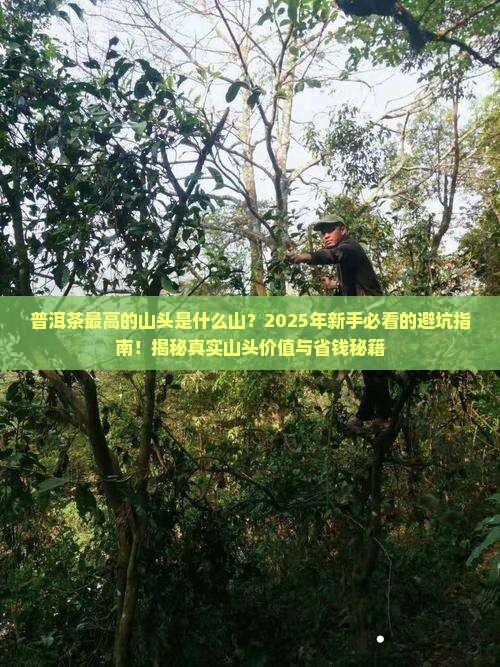 普洱茶最高的山头是什么山