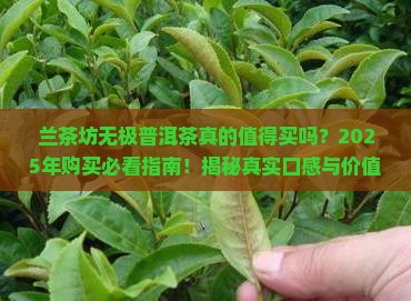 兰茶坊无极普洱茶