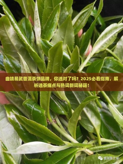 曲靖易武普洱茶饼品牌
