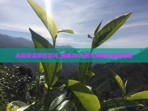 冰岛普洱茶回甘吗
