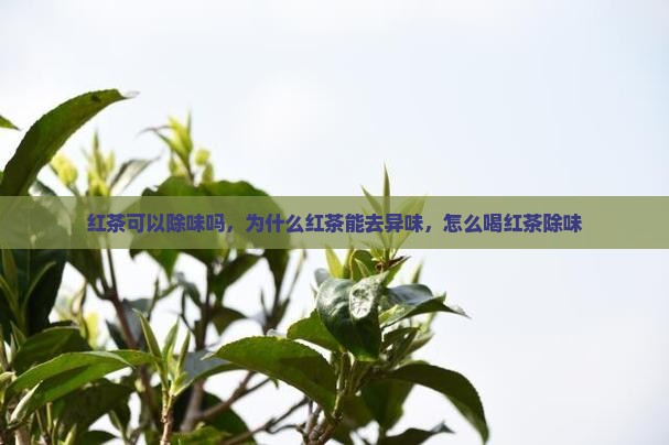 红茶可以除味吗