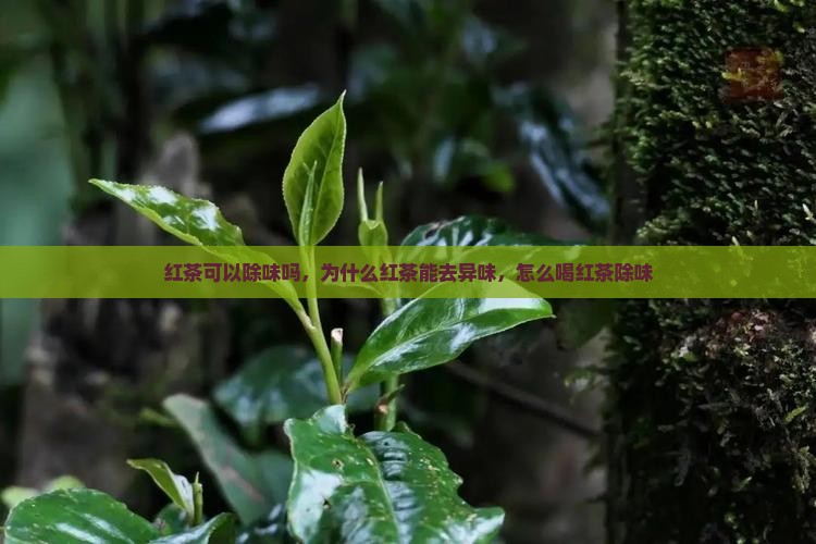 红茶可以除味吗