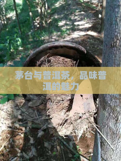 两瓶茅台加普洱茶