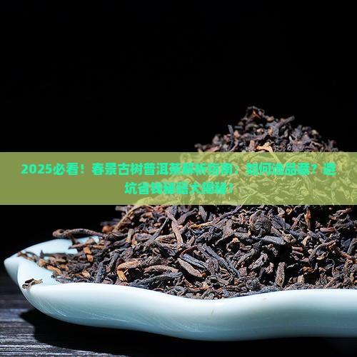 春景古树普洱茶