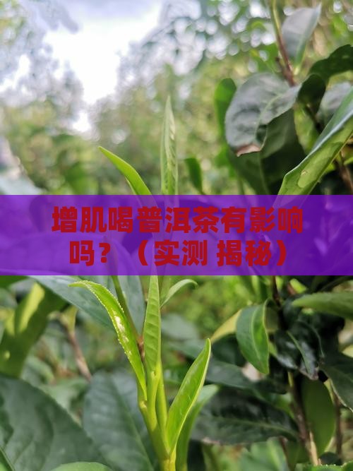 增肌喝普洱茶有影响吗
