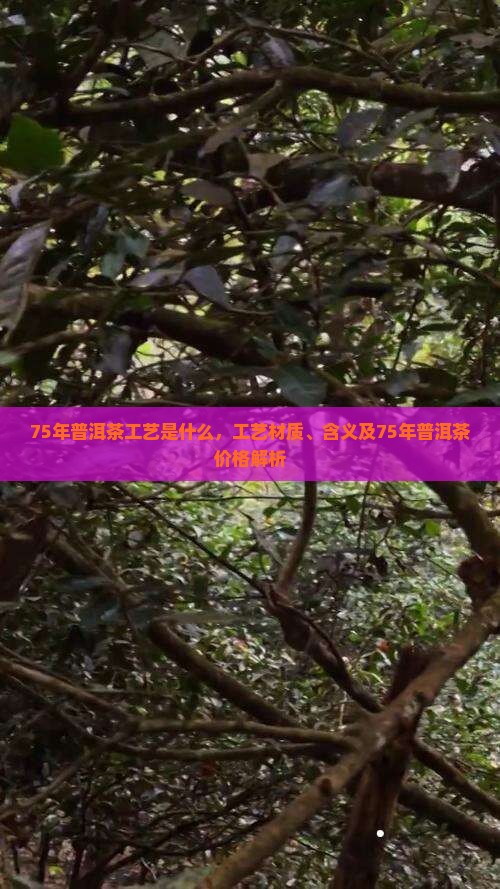75年普洱茶工艺是什么