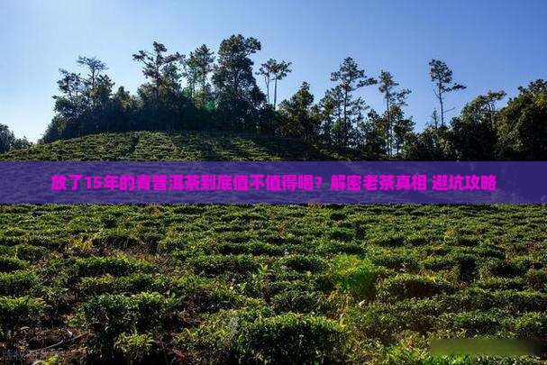 放了15年的青普洱茶