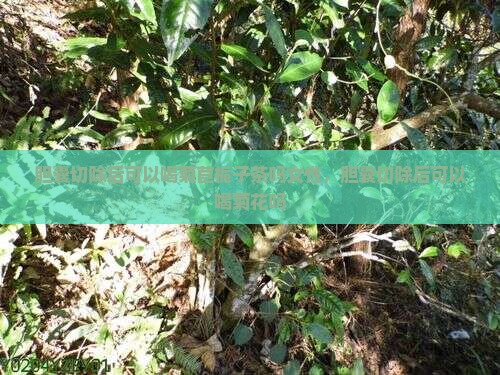 胆囊切除后可以喝菊苣栀子茶吗