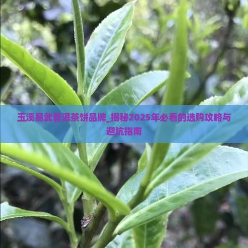 玉溪易武普洱茶饼品牌 玉溪易武普洱茶饼品牌