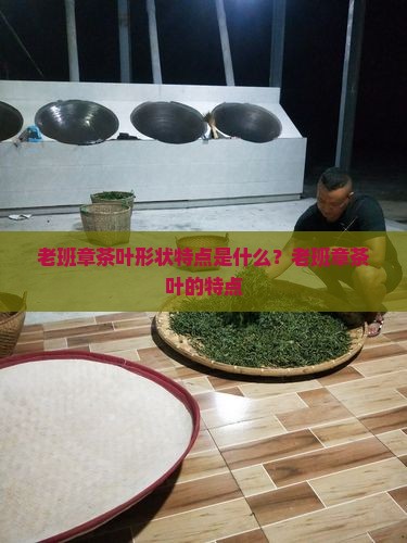 老班章茶叶形状特点是什么