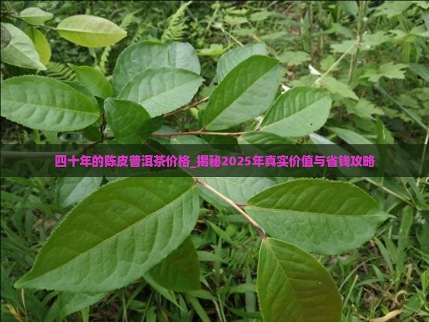 四十年的陈皮普洱茶价格