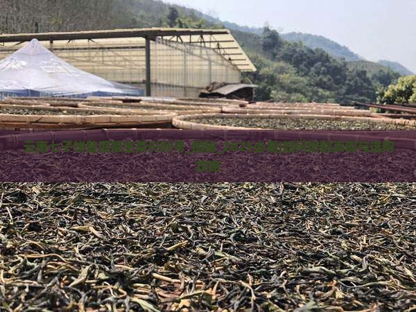 云南七子饼普洱茶生茶兴叶号