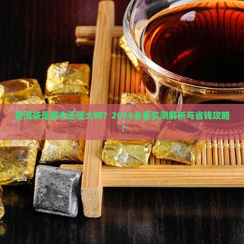 普洱茶是灌木还是大树