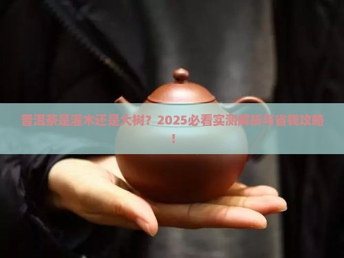 普洱茶是灌木还是大树