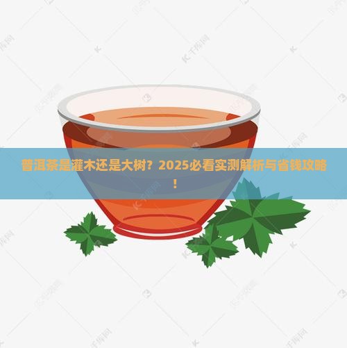 普洱茶是灌木还是大树