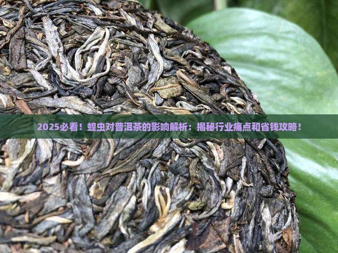 蝗虫对普洱茶的影响