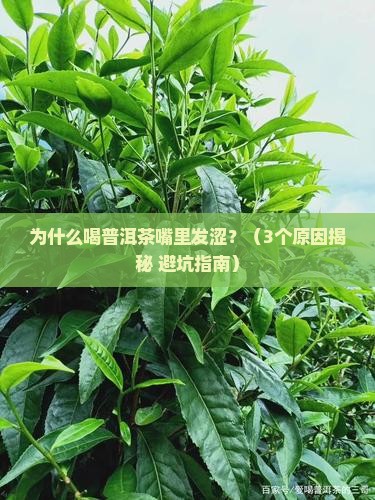 普洱茶为什么身体发涩