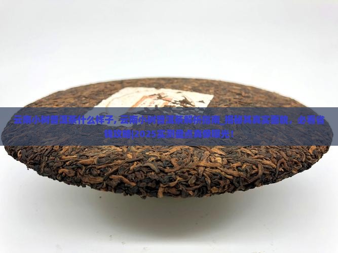 云南小树普洱茶什么样子