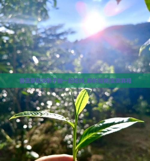 普洱茶和决明子能一起吃吗