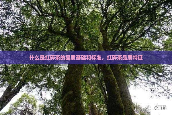 什么是红碎茶的品质基础
