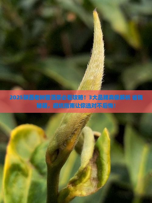 陕西老树普洱茶哪家好