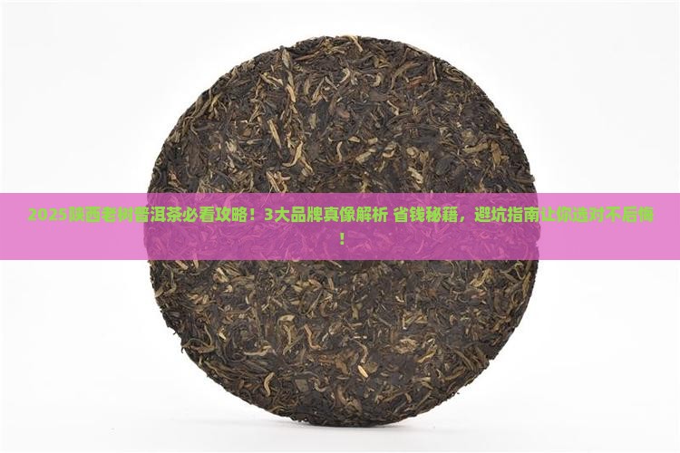 陕西老树普洱茶哪家好
